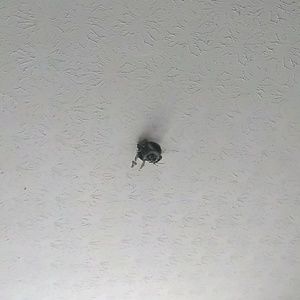 Meet your Posher, Willie